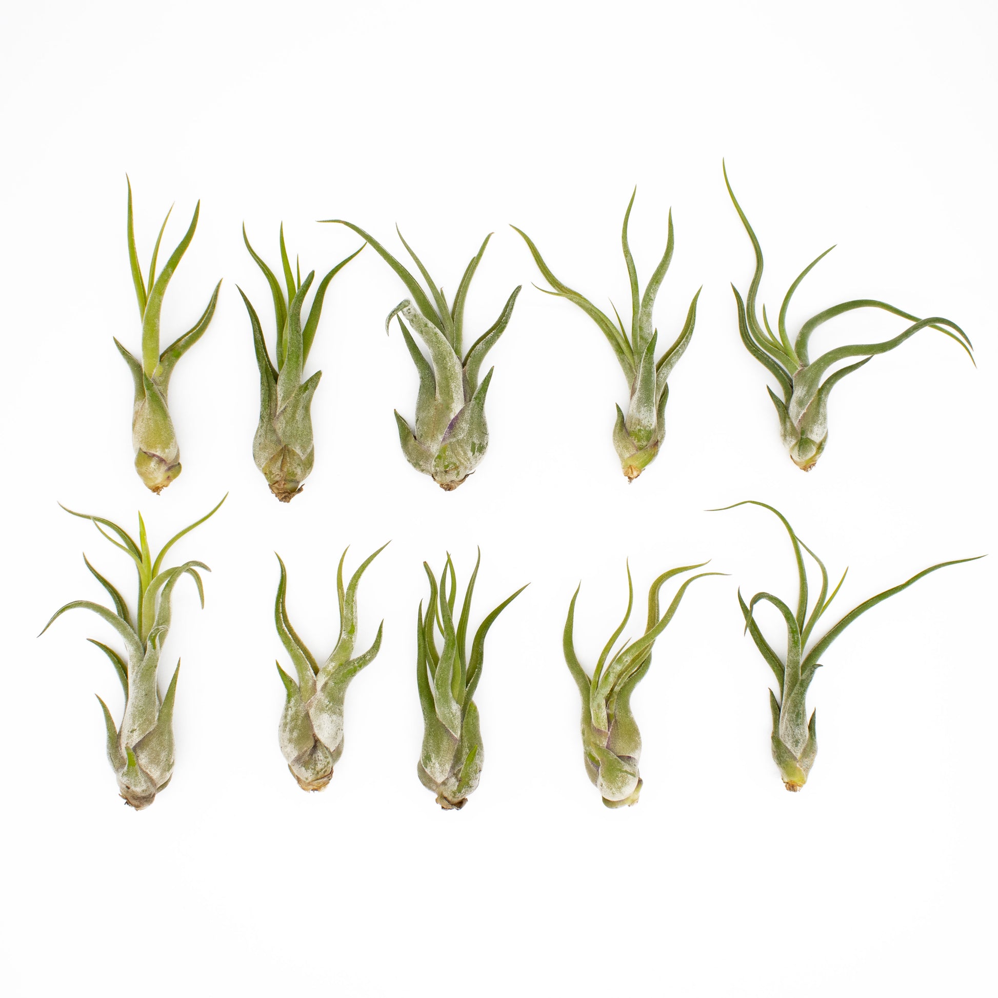 hinterland trading air plant 12 Pack Assorted Tillandsia Air Plants with Air Plant Fertilizer