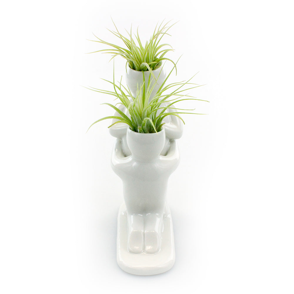 "Baby Bump" Air Head Complete Kit With Live Air Plant