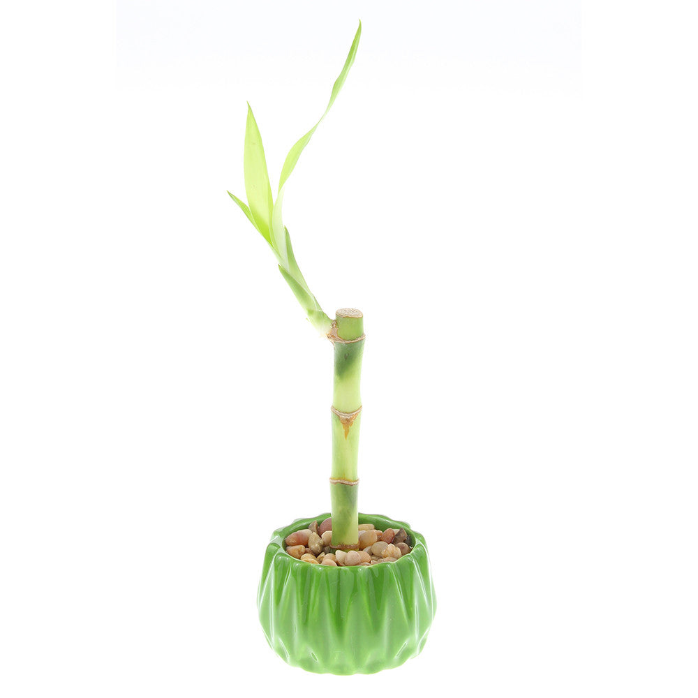 Single Stalk Lucky Bamboo with Accented Pot - 3 Colors to Choose From