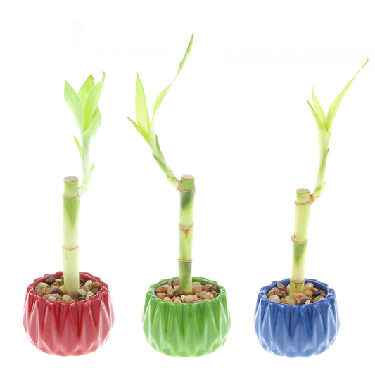 Single Stalk Lucky Bamboo with Accented Pot - 3 Colors to Choose From