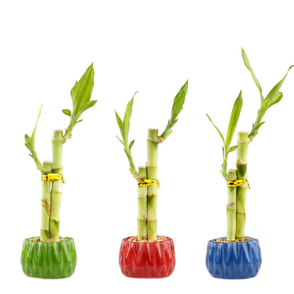 Two Stalk Lucky Bamboo with Round Accent Pot - 3 Colors to Choose From