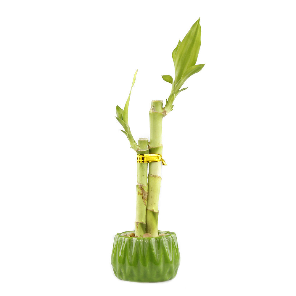 Lucky bamboo two stalk arrangement with green round planter pot