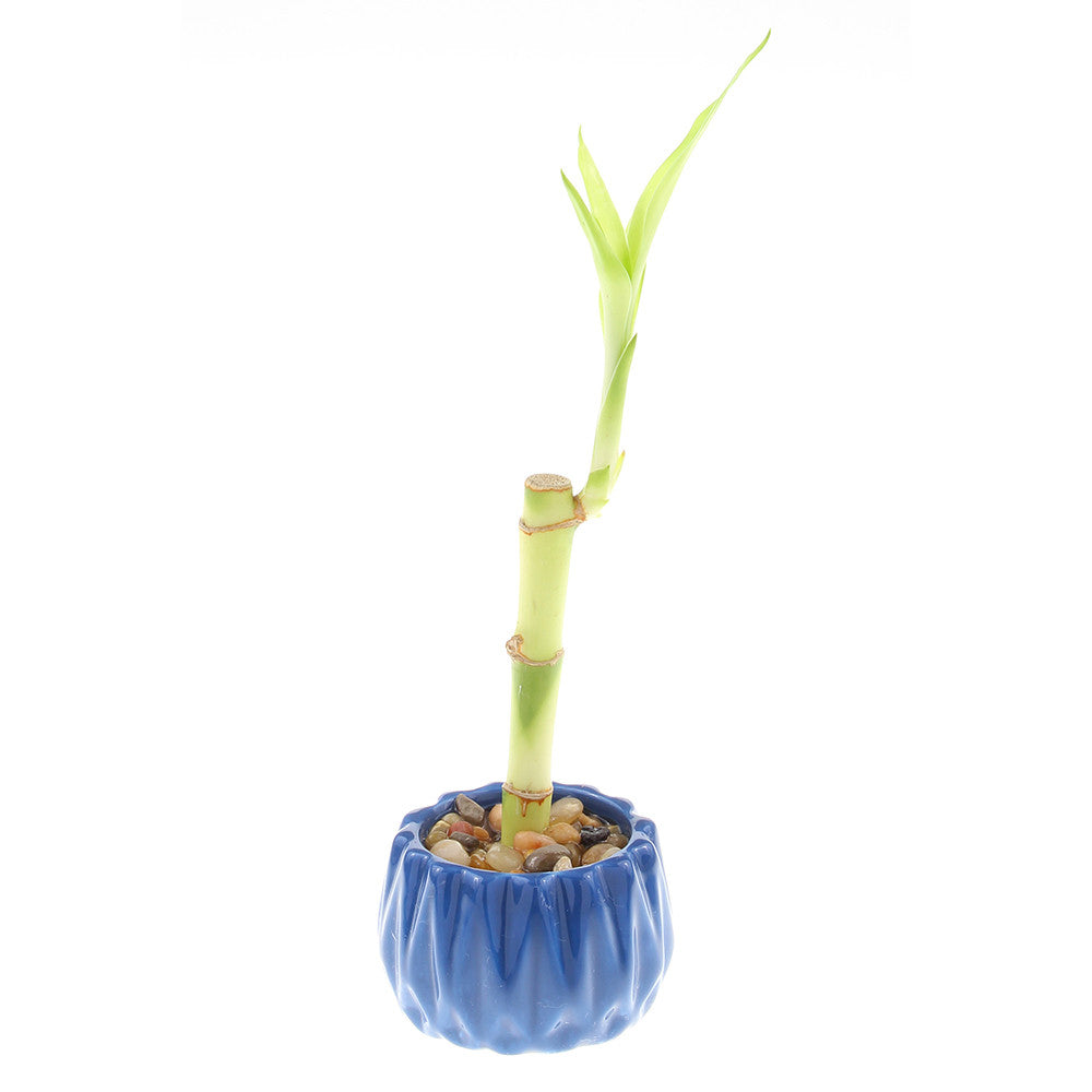 Single Stalk Lucky Bamboo with Accented Pot - 3 Colors to Choose From