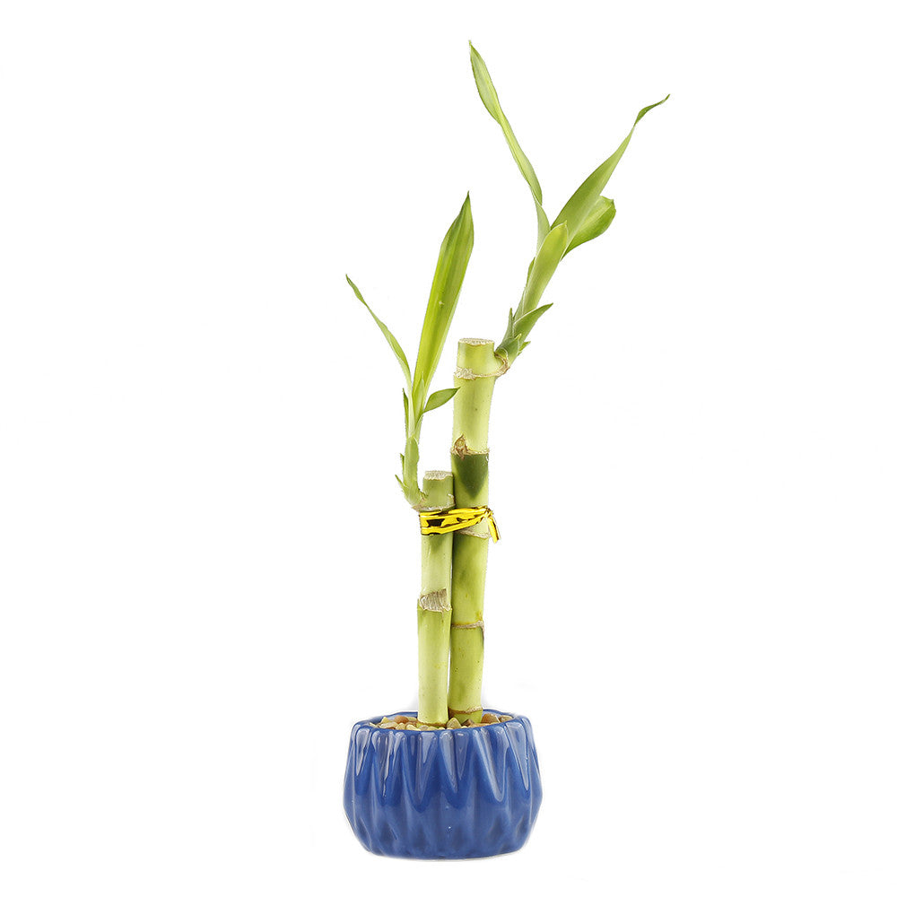 Lucky bamboo two stalk arrangement with blue round planter pot