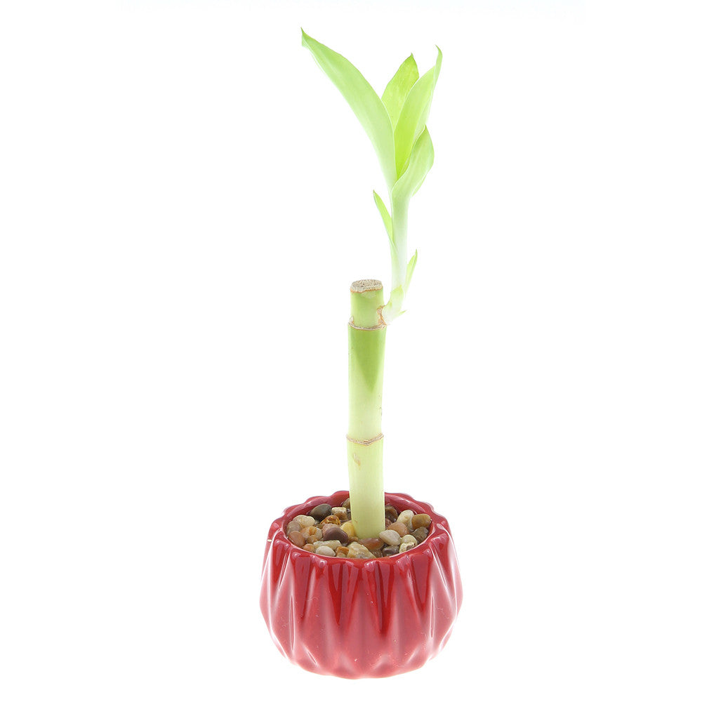Single Stalk Lucky Bamboo with Accented Pot - 3 Colors to Choose From