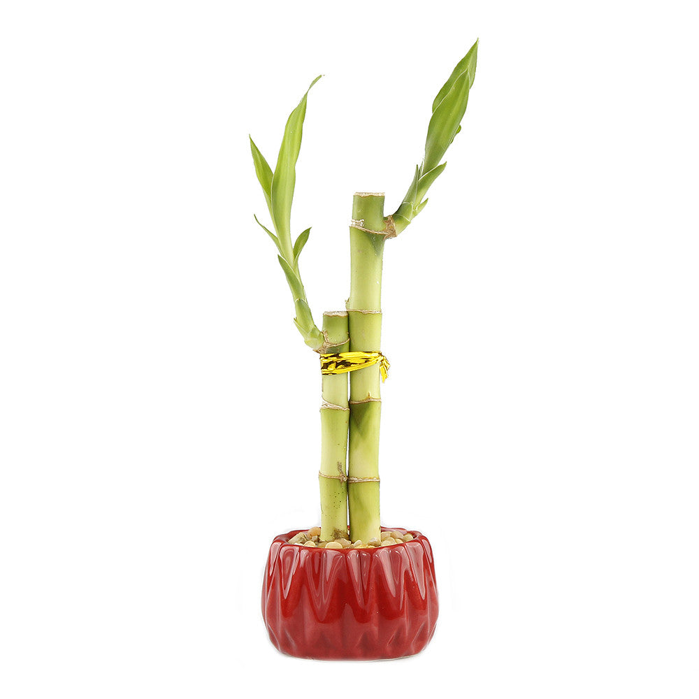 Lucky bamboo two stalk arrangement with red round planter pot