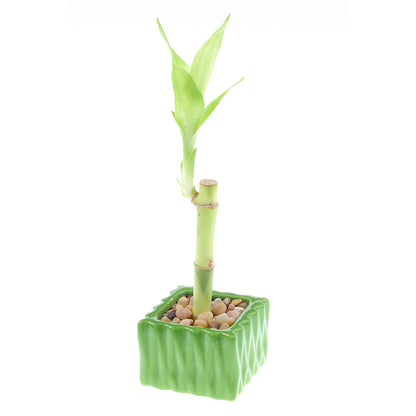 Single Stalk Lucky Bamboo with Square Accent Pot