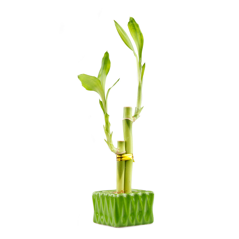 Two Stalk Lucky Bamboo with Square Accent Pot - 2 Colors to Choose From
