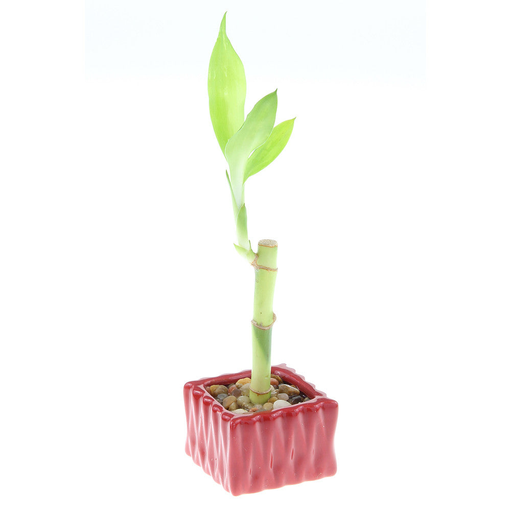 Single Stalk Lucky Bamboo with Square Accent Pot