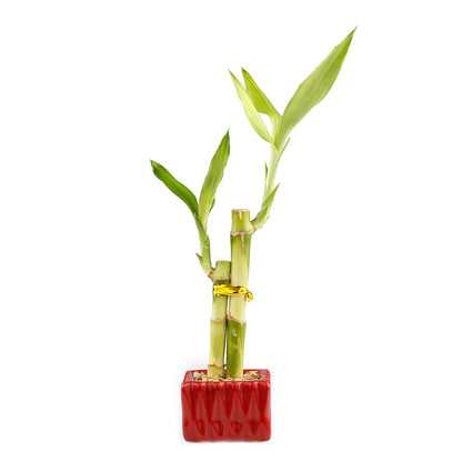 Two Stalk Lucky Bamboo with Square Accent Pot - 2 Colors to Choose From