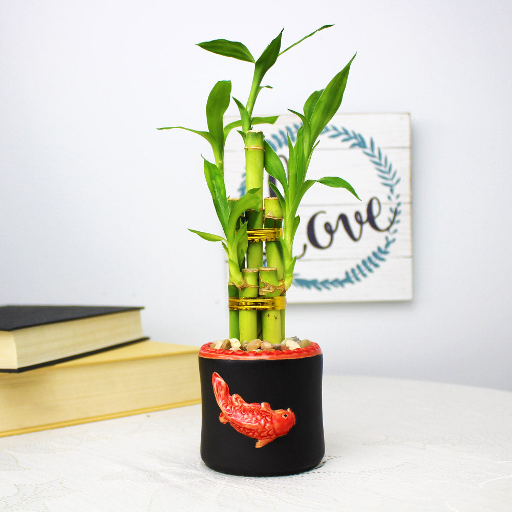 Lucky Bamboo Five Stalk Arrangement with Black Ceramic Red Koi Pot