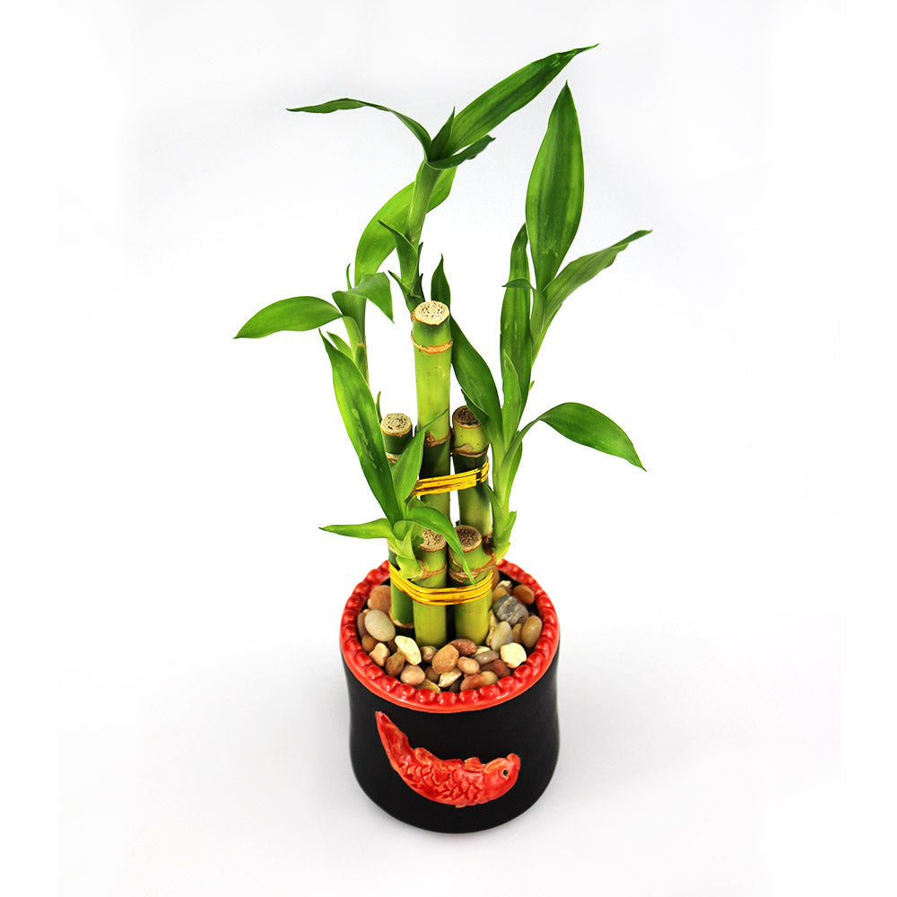 Lucky Bamboo Five Stalk Arrangement with Black Ceramic Red Koi Pot