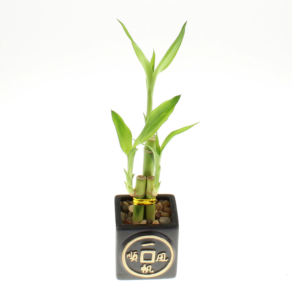 Three Stalk Lucky Bamboo with Square Black Asian Coin Pot