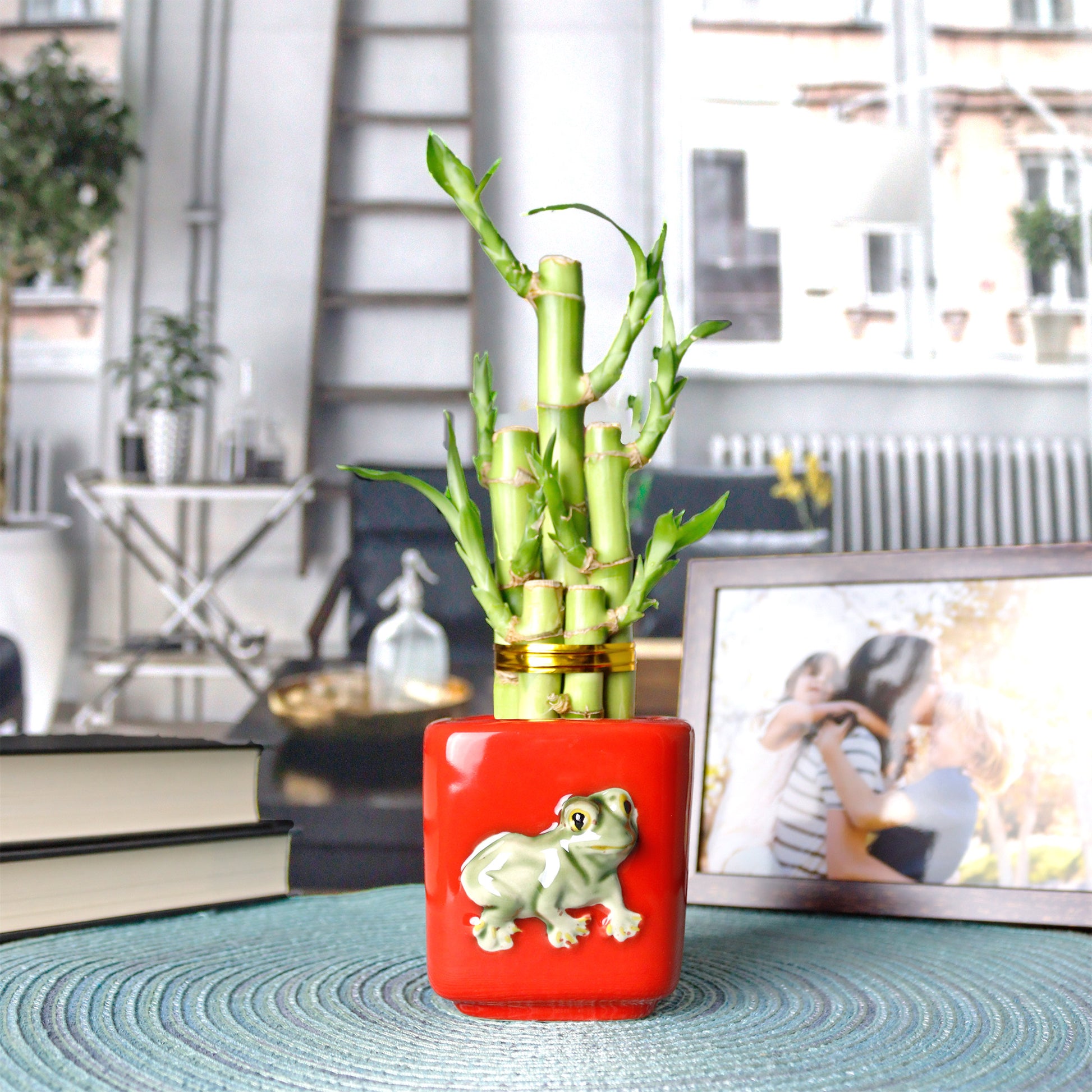 lucky bamboo purchase 5-Stalk Straight Live Lucky Bamboo Arrangements