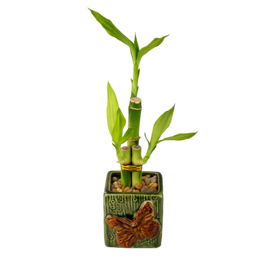 Three Stalk Lucky Bamboo with Butterfly Pot