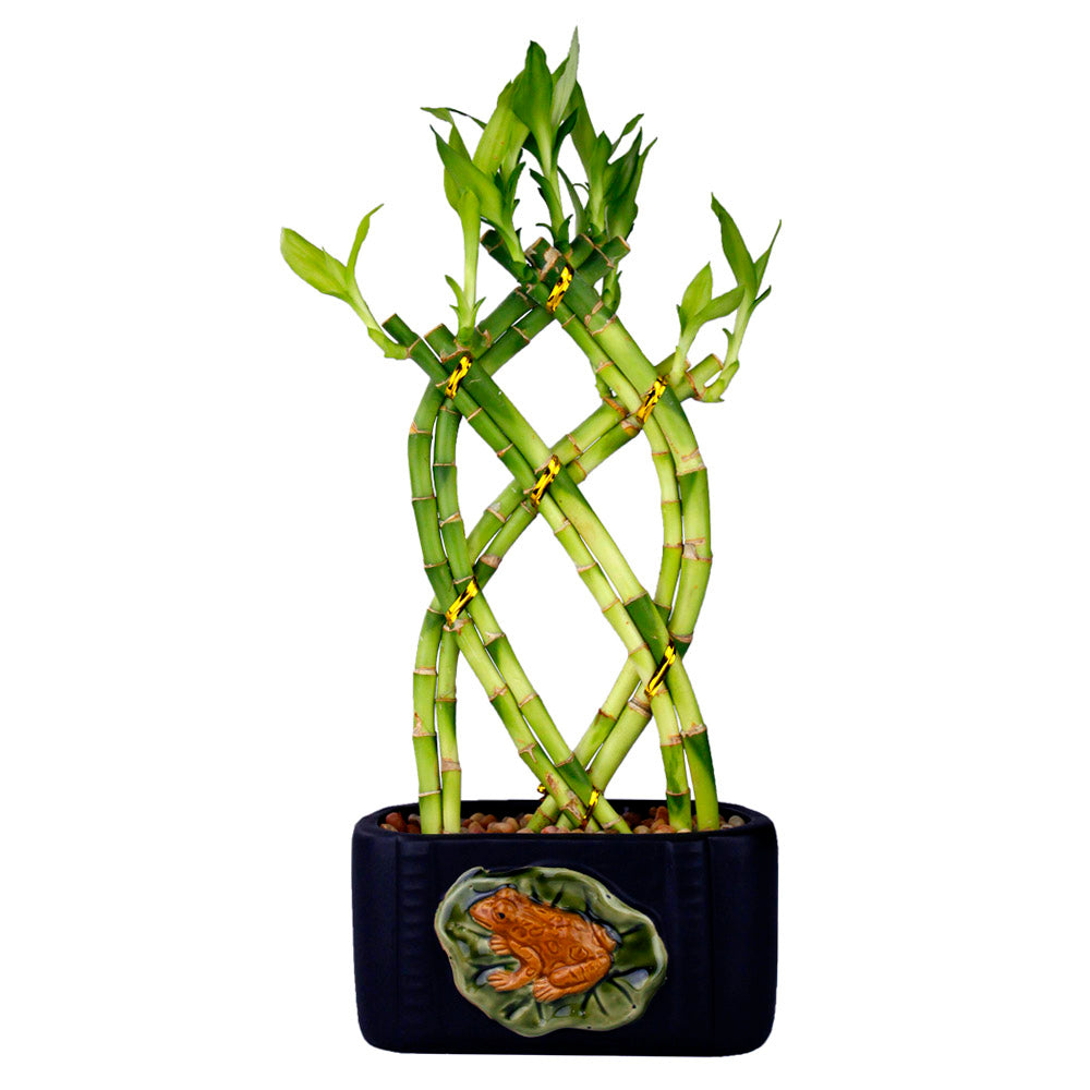 Lucky Bamboo 8 Stalk Braided Trellis with Black Ceramic Frog & Lily Design Planter