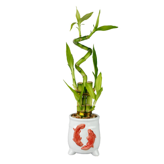 Five Stalk Lucky Bamboo with Spiral Arrangement & White Koi Design Planter