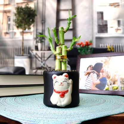 Three Stalk Lucky Bamboo with Round Maneki Cat Pot