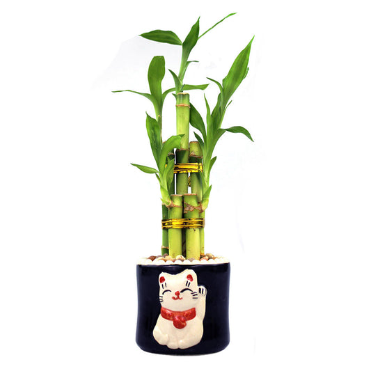 Lucky Bamboo Five Stalk Arrangement with Black Ceramic Maneki Cat Pot