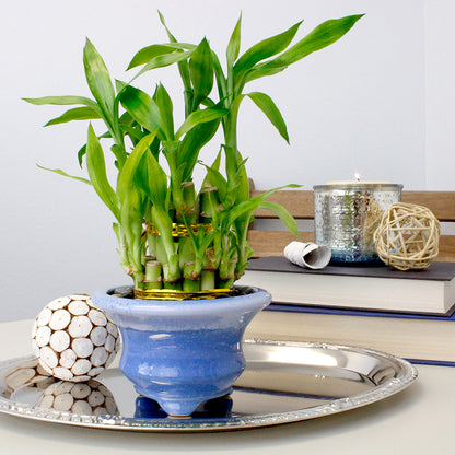 2 layer lucky bamboo Indoor Live Lucky Bamboo 2-Tiered Tower, Wholesaler and Individuals – NW Wholesaler