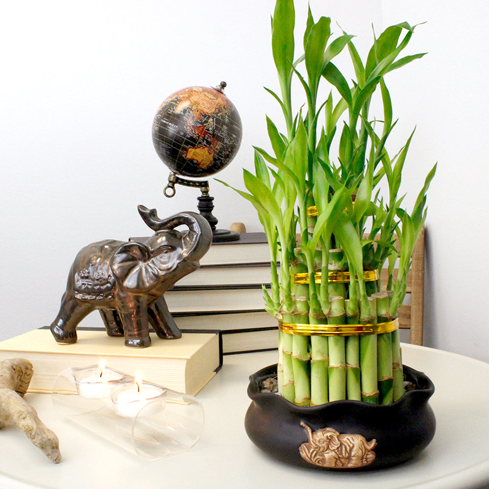 Tiered Tower Lucky Bamboo Package