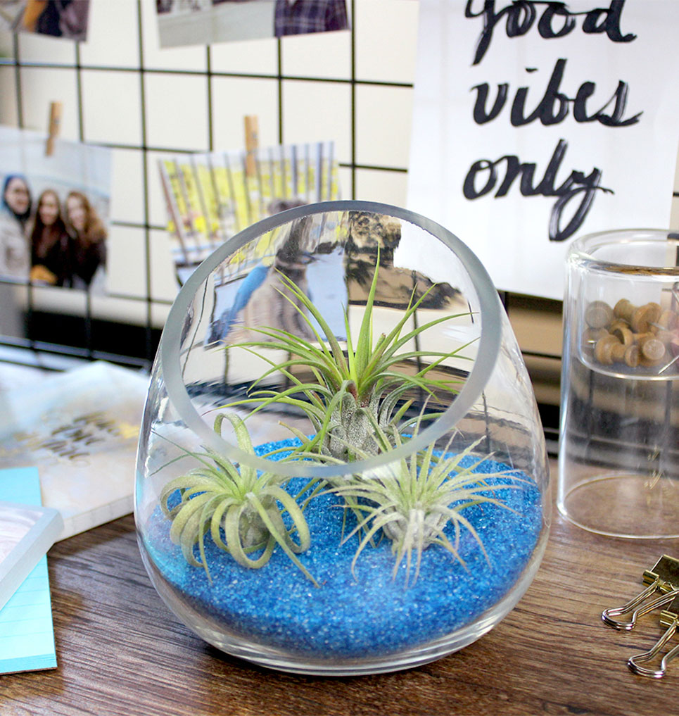 Glass bowl with 3 air plants and blue sand.