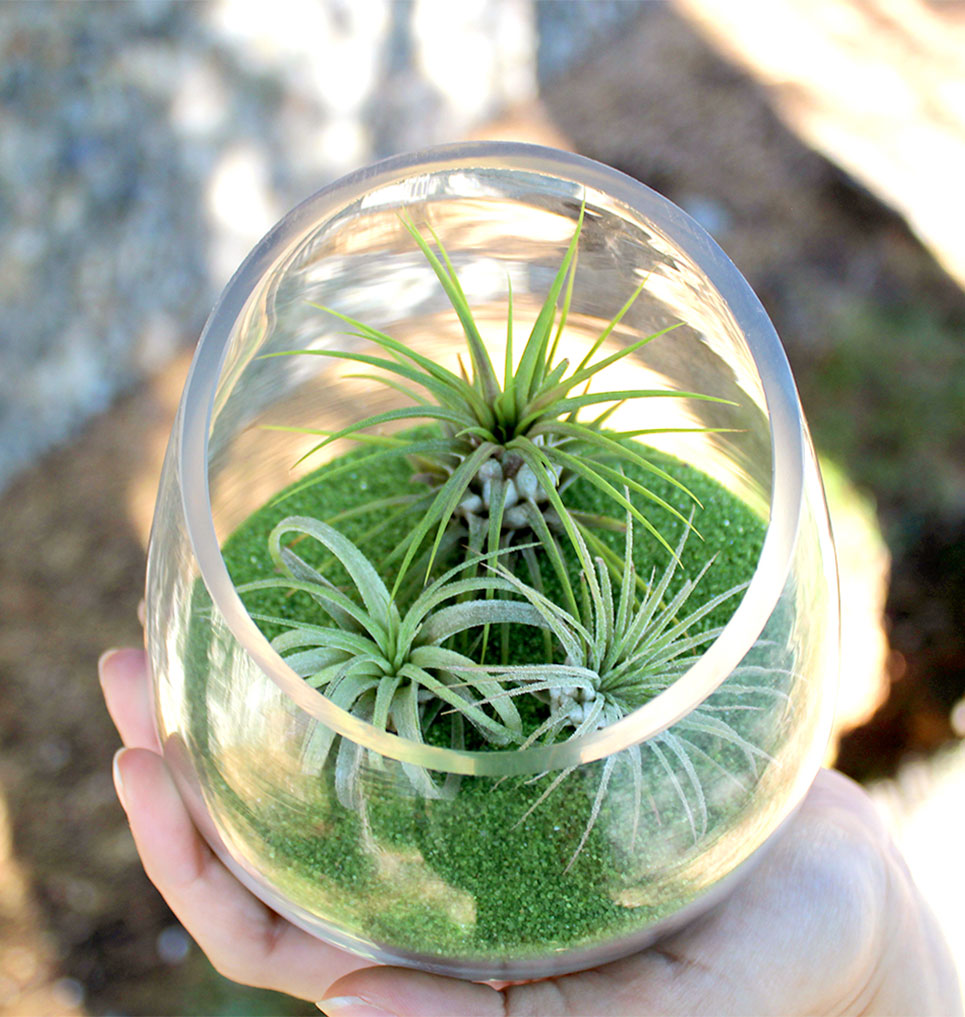 Someone holding a glass bowl terrarium with 3 air plants and green sand