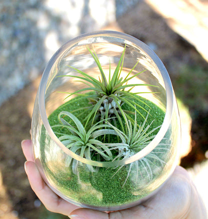 air plants glass bowls Slanted Glass Bowl Vase for Terrariums, Air Plants, Succulents, and Decor