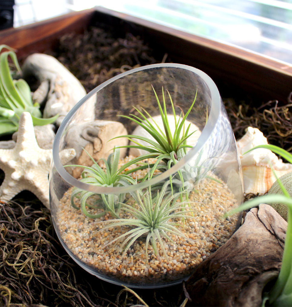 Glass bowl planter displayed with 3 air plants and beach sand.