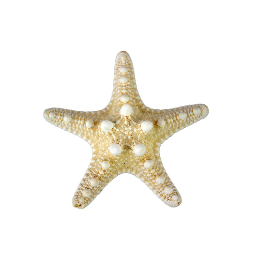 Natural Knobby Starfish 1"-2"