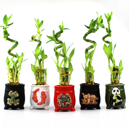 Five Stalk and Spiral Lucky Bamboo Arrangements
