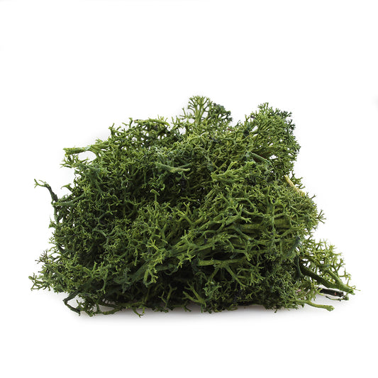 Forest Green Reindeer Moss