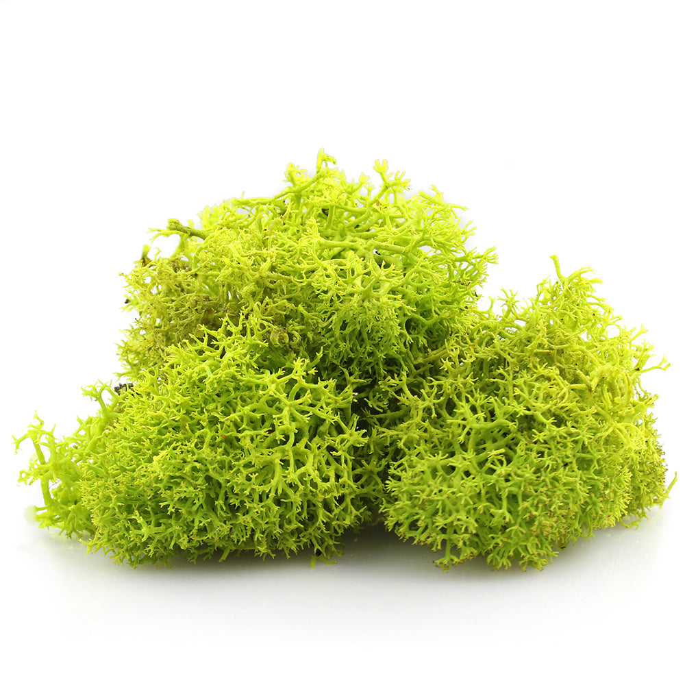 Chartreuse Preserved Reindeer Moss