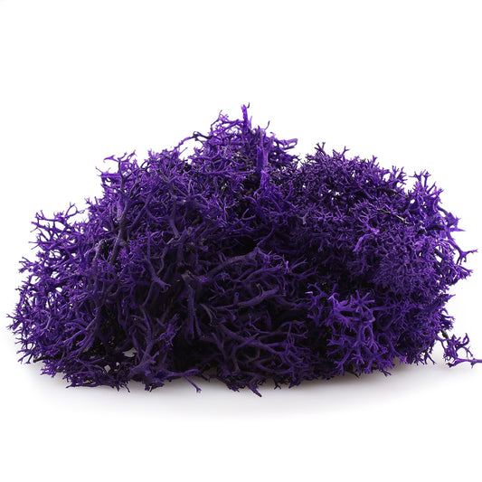 Purple Reindeer Moss