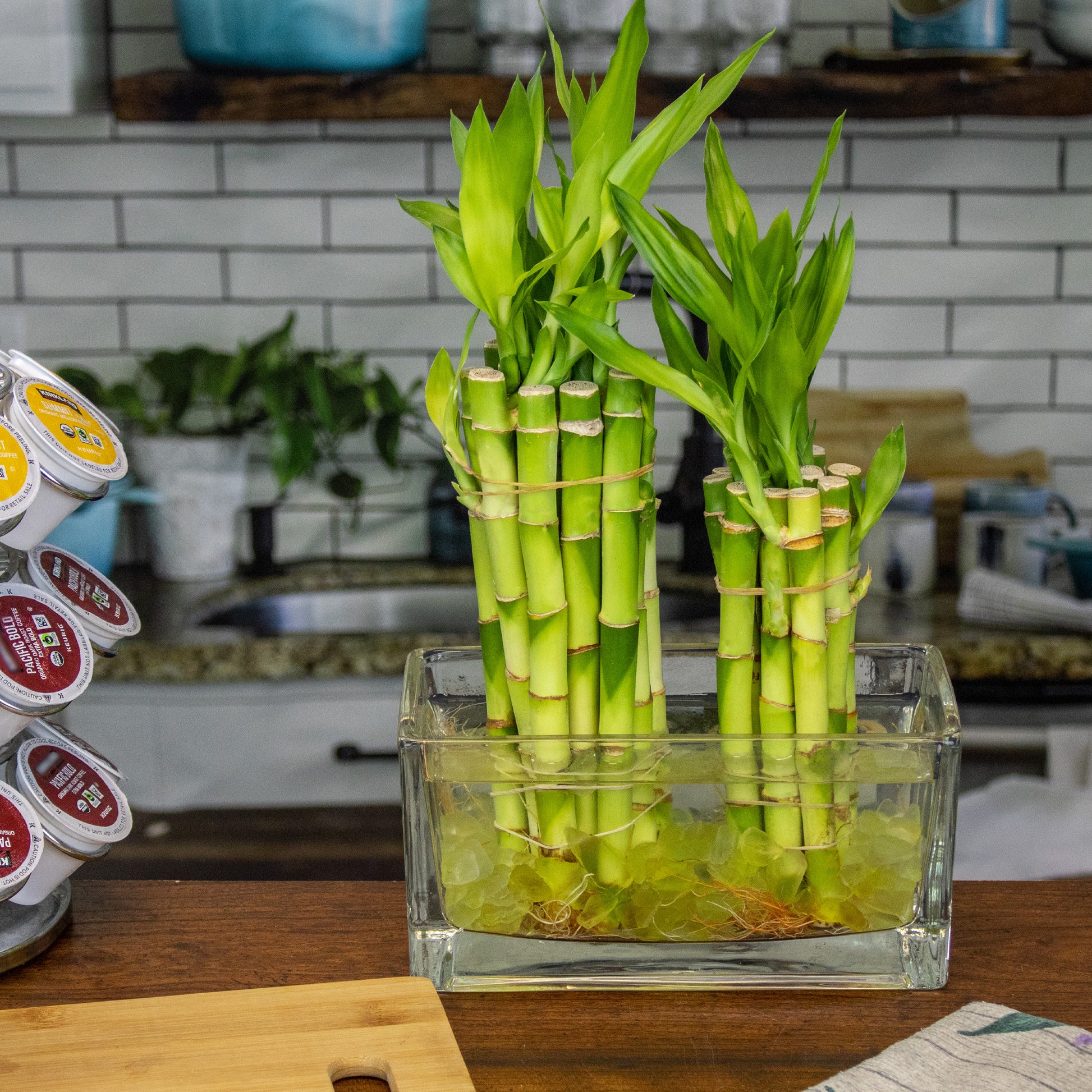 lucky bamboo plants for sale near me 8" Straight Lucky Bamboo Live Plant Bundle of 10 or 100 Stalks – NW Wholesaler