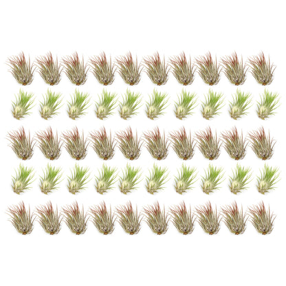 small faux air plants Live Small Tillandsia Air Plant Wholesale Bundles | Retail Bundles, Wedding Decor