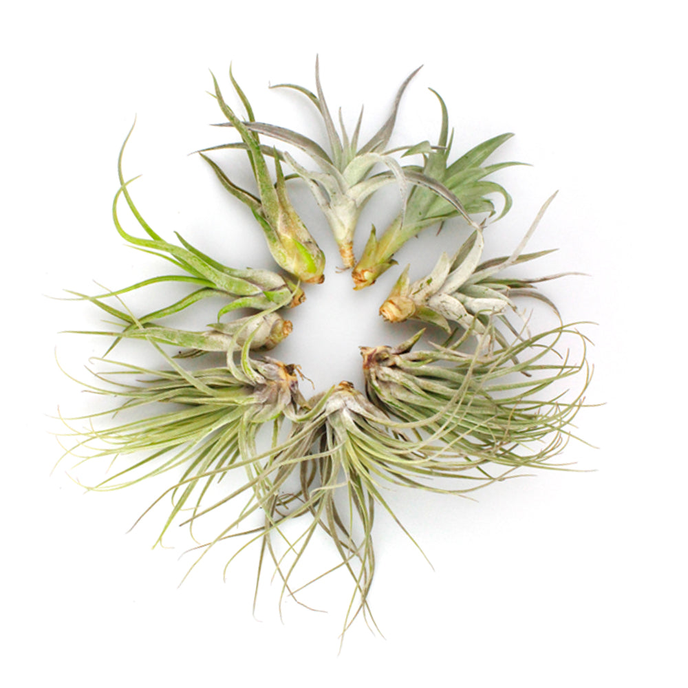 Bundles of Live Large Assorted Tillandsia Air Plants (3-4")