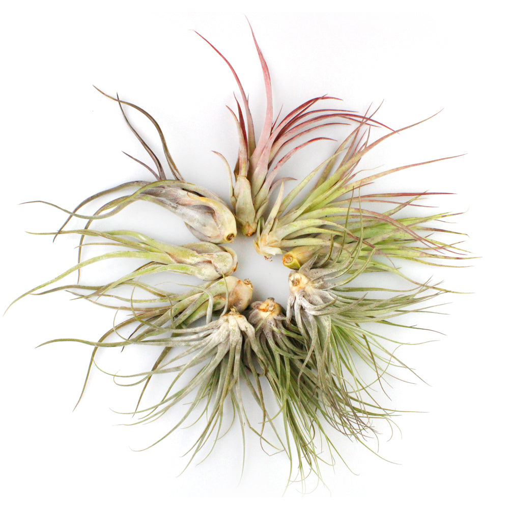 Bundles of Jumbo Assorted Tillandsia Air Plant (4"+)