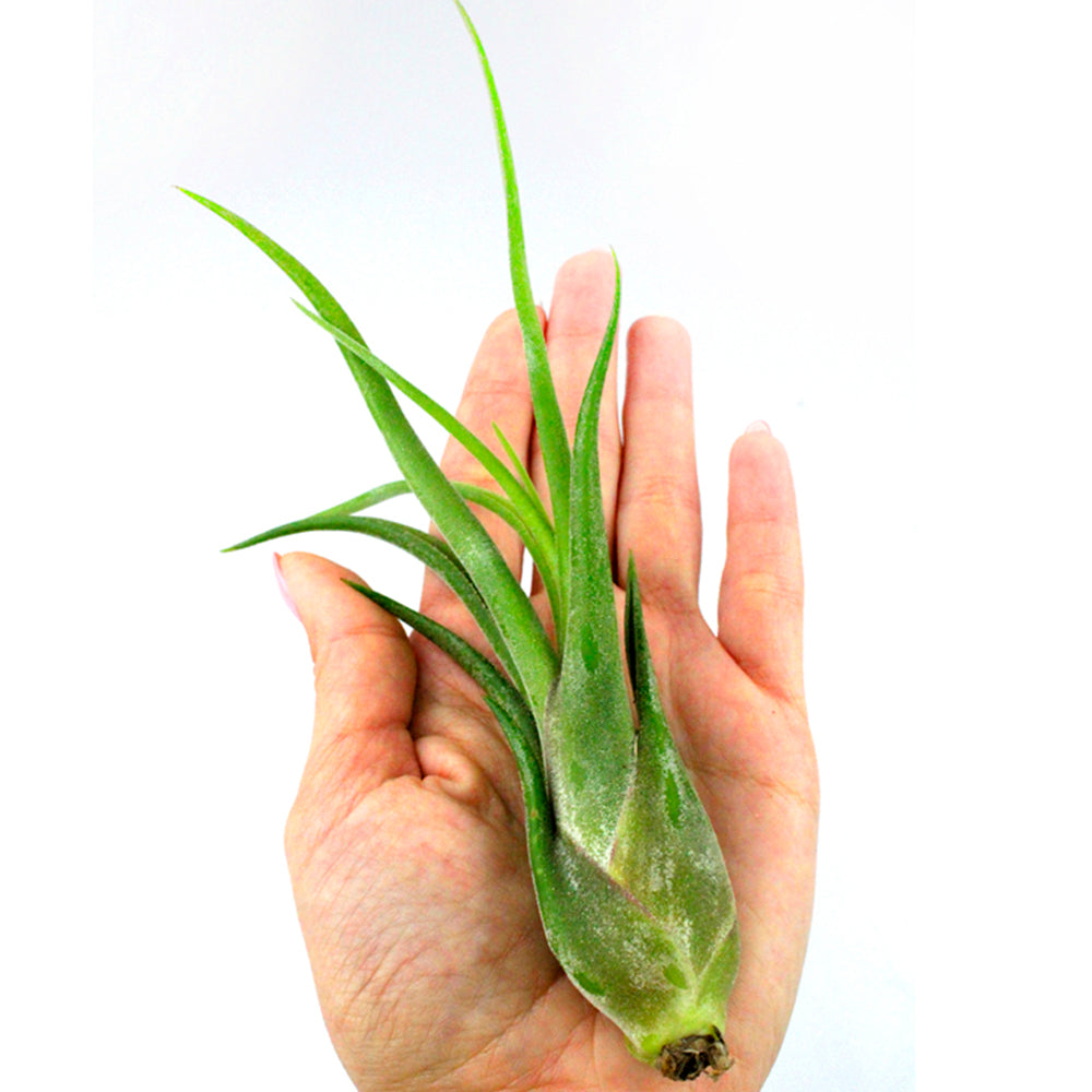 circinata air plant Bundles of Live Jumbo Tillandsia Air Plant (4"+)