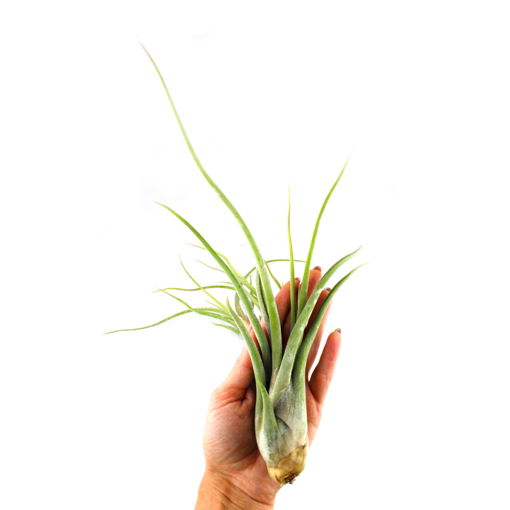 Bundles of Jumbo Assorted Tillandsia Air Plant (4"+)