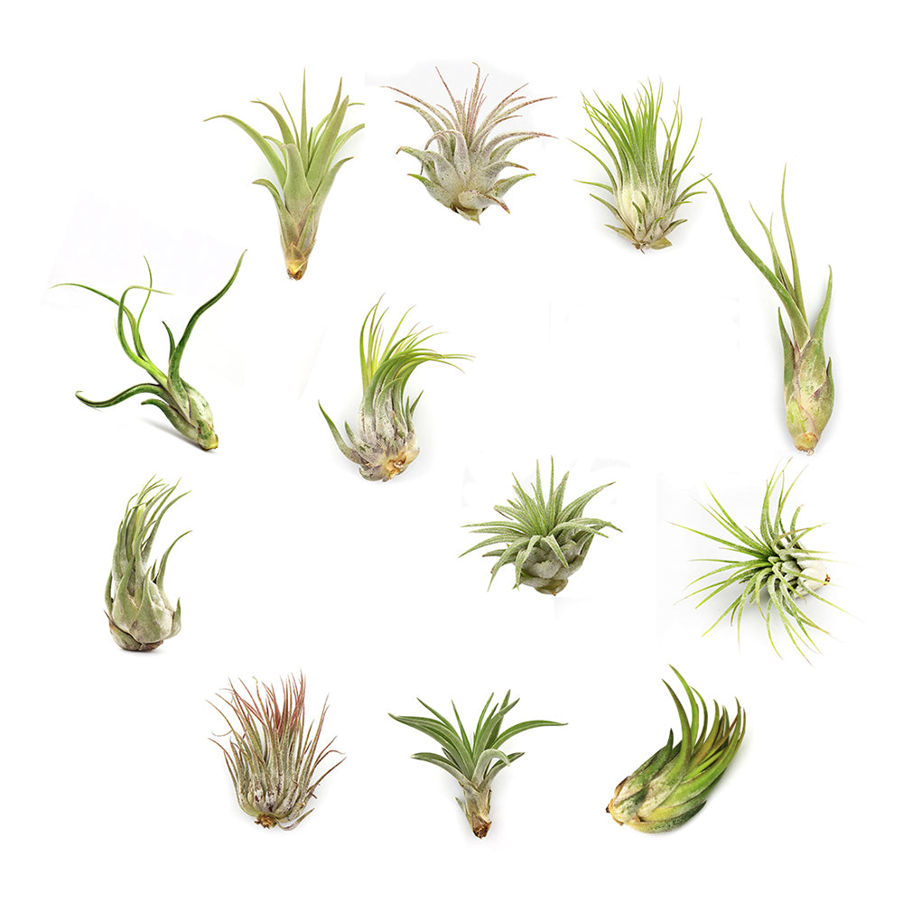 12 Pack Assorted Tillandsia Air Plants with Air Plant Fertilizer