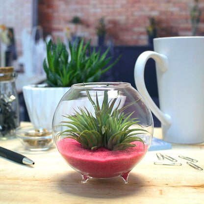 Glass Orb Terrarium Kit with Three (3) Live Tillandsia Air Plants