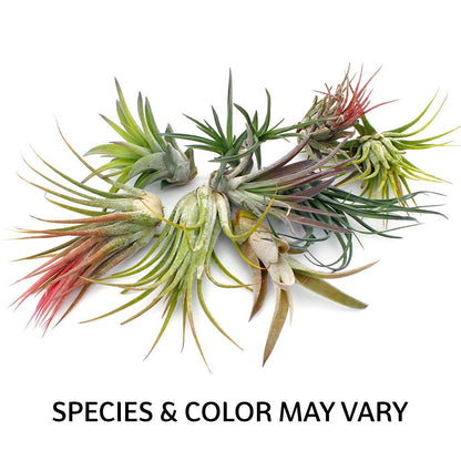 Glass Orb Terrarium Kit with Three (3) Live Tillandsia Air Plants