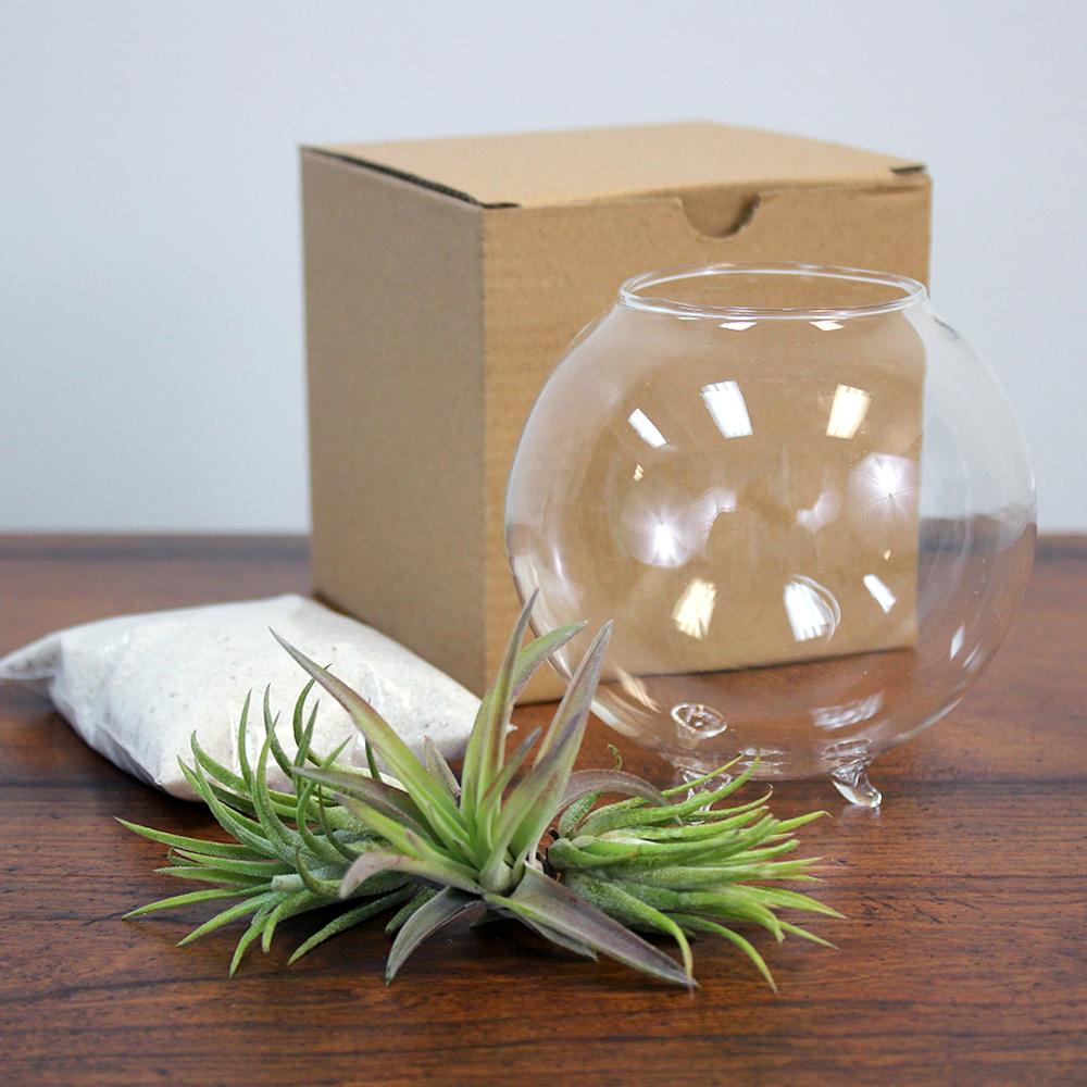 Glass Orb Terrarium Kit with Three (3) Live Tillandsia Air Plants