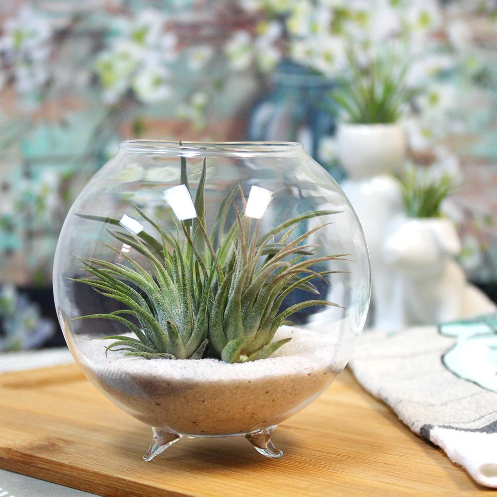 Glass Orb Terrarium Kit with Three (3) Live Tillandsia Air Plants – NW  Wholesaler