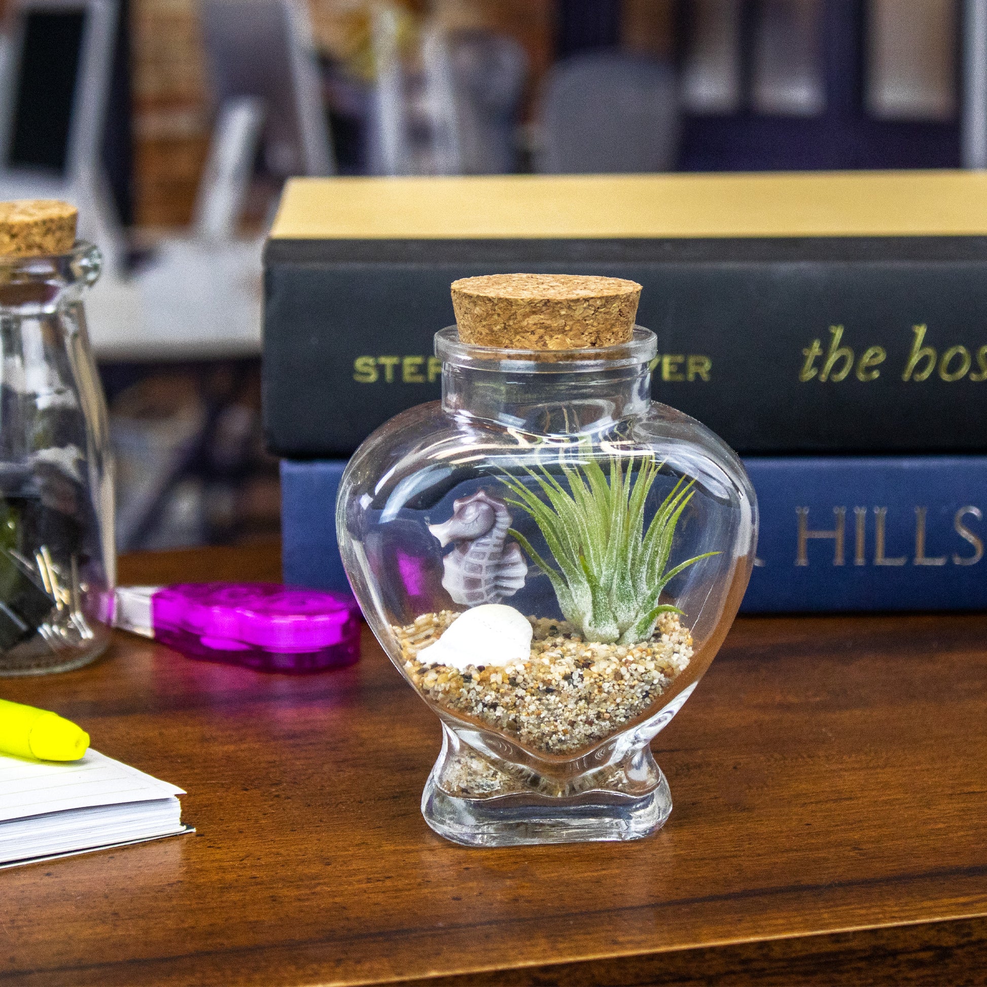 mason jar air plant terrarium Sparkling Sea Life Miniature Air Plant Terrarium