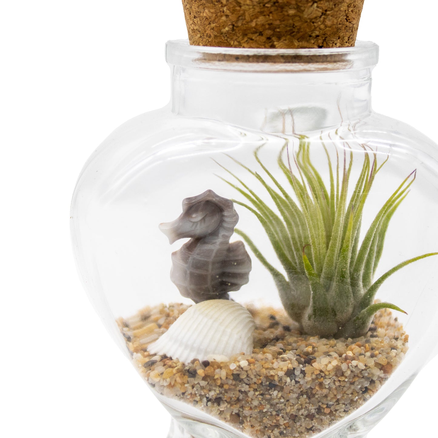 Sparkling Sea Life Miniature Air Plant Terrarium - Sets of 12