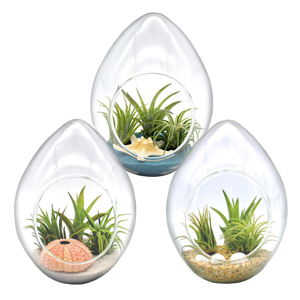 teardrop air plant terrarium Teardrop Terrarium Kit with 3 Live Air Plants