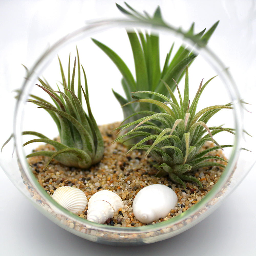 Teardrop Terrarium Kit with 3 Live Air Plants