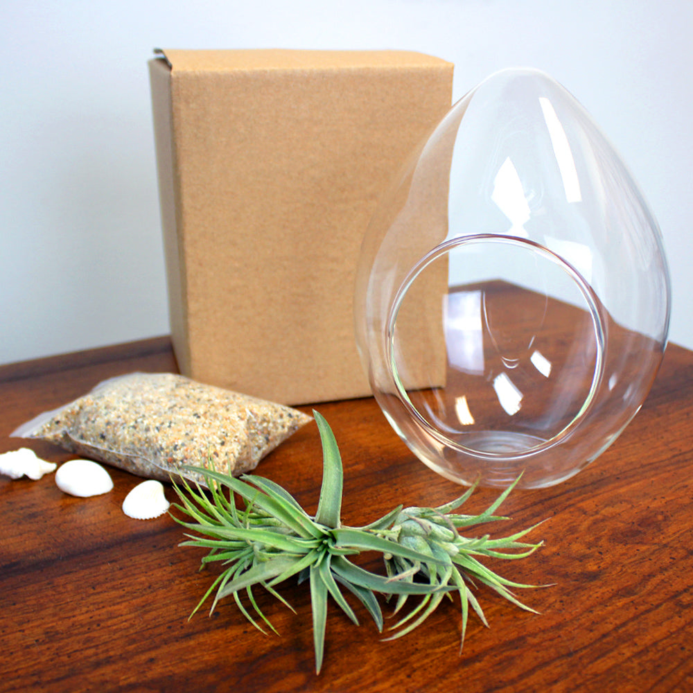 NW Wholesaler 4 inch Glass Orb Terrarium Kit with Blue Sand and 3 Live Air  Plants 